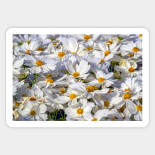 white flowers in the field Sticker